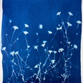 Cyanotype Daisies