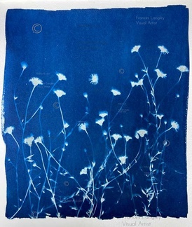 Cyanotype Daisies