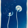 Cyanotype pissenlit dandelion